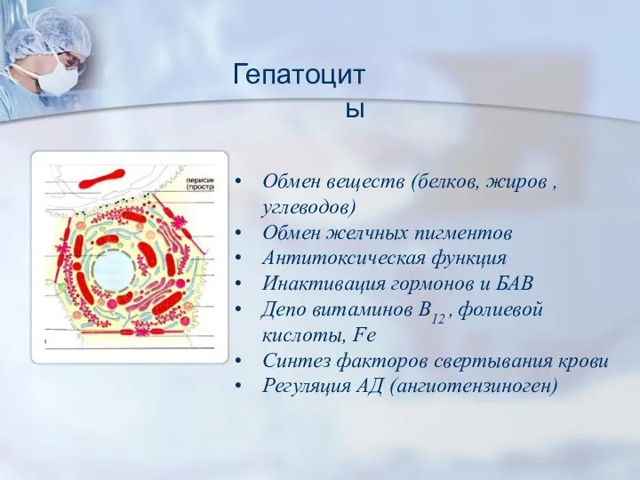 Гепатоциты Обмен веществ (белков, жиров , углеводов) Обмен желчных пигментов Антитоксическая