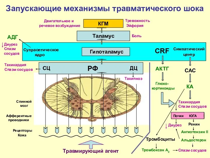 Запускающие механизмы травматического шока Травмирующий агент Кожа Рецепторы РФ Спинной мозг