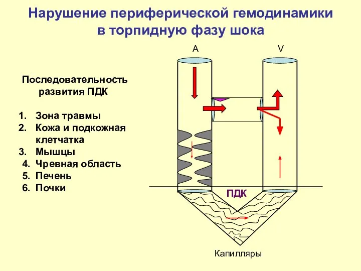 A V Капилляры ПДК Нарушение периферической гемодинамики в торпидную фазу шока