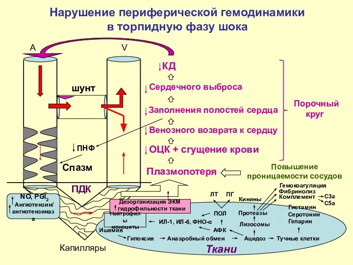 A V шунт Капилляры ПДК Нарушение периферической гемодинамики в торпидную фазу