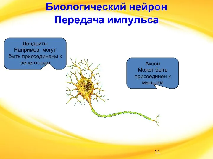 Биологический нейрон Передача импульса Дендриты Например, могут быть присоединены к рецепторам