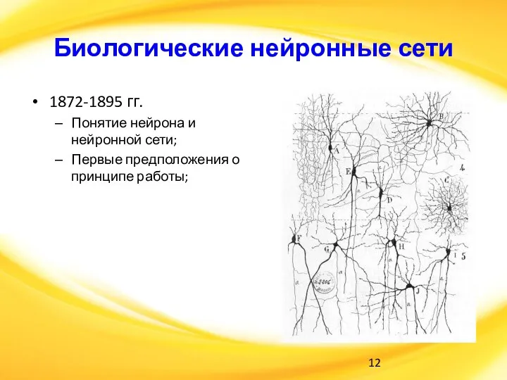 Биологические нейронные сети 1872-1895 гг. Понятие нейрона и нейронной сети; Первые предположения о принципе работы;