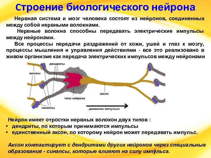 Cтроение биологического нейрона Нервная система и мозг человека состоят из нейронов,