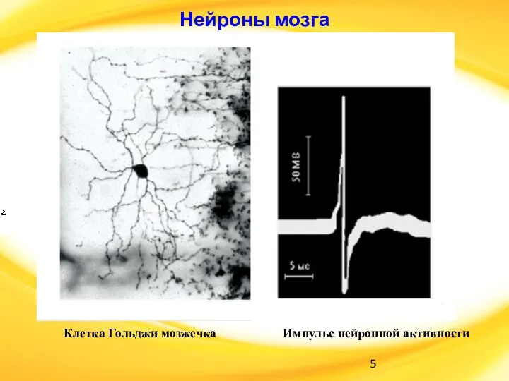 Нейроны мозга Клетка Гольджи мозжечка Импульс нейронной активности