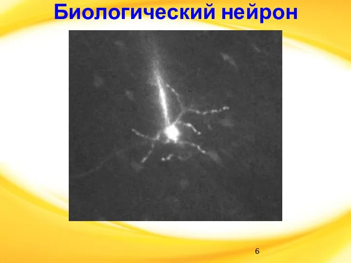 Биологический нейрон