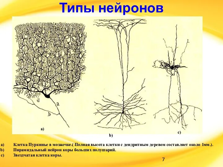 Типы нейронов a) b) c) Клетка Пуркинье в мозжечке.( Полная высота