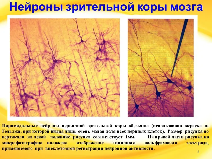 Нейроны зрительной коры мозга Пирамидальные нейроны первичной зрительной коры обезьяны (использована