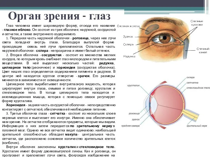 Орган зрения - глаз Глаз человека имеет шаровидную форму, отсюда его