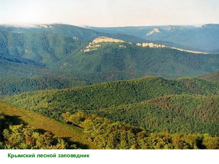 Крымский лесной заповедник