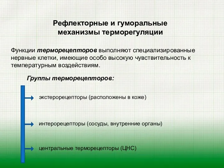 Рефлекторные и гуморальные механизмы терморегуляции Функции терморецепторов выполняют специализированные нервные клетки,