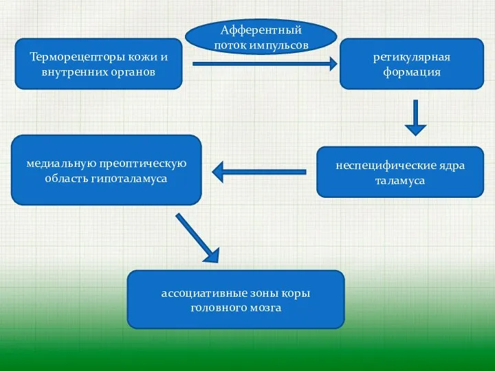 Терморецепторы кожи и внутренних органов Афферентный поток импульсов ретикулярная формация неспецифические