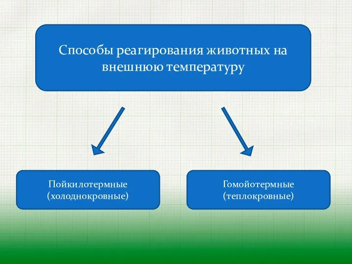 Способы реагирования животных на внешнюю температуру Пойкилотермные (холоднокровные) Гомойотермные (теплокровные)