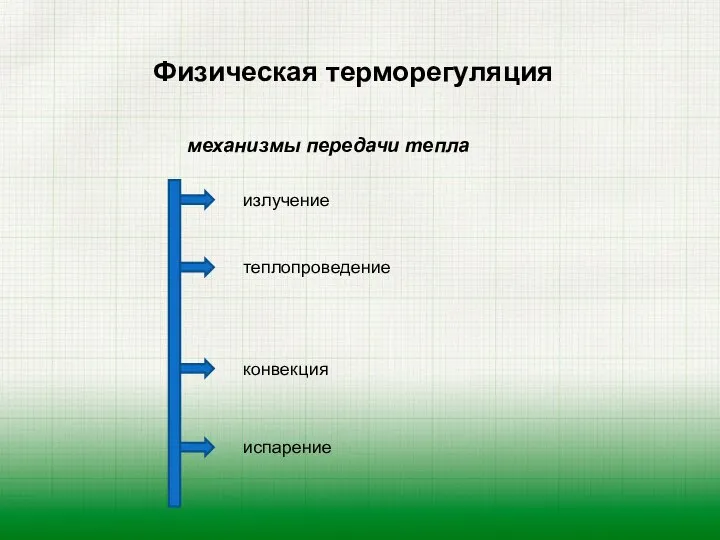 Физическая терморегуляция механизмы передачи тепла излучение теплопроведение конвекция испарение