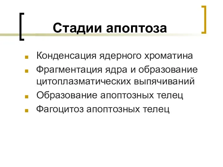 Стадии апоптоза Конденсация ядерного хроматина Фрагментация ядра и образование цитоплазматических выпячиваний