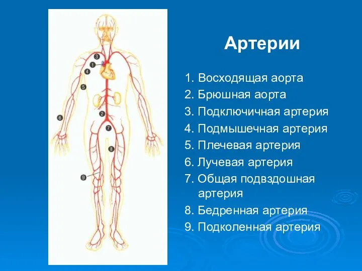 Артерии 1. Восходящая аорта 2. Брюшная аорта 3. Подключичная артерия 4.