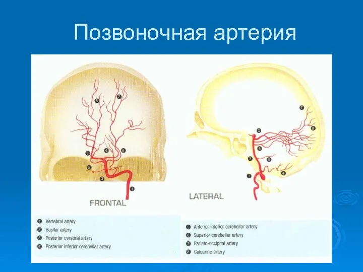 Позвоночная артерия