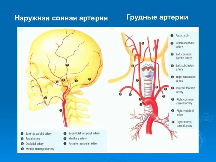 Наружная сонная артерия Грудные артерии