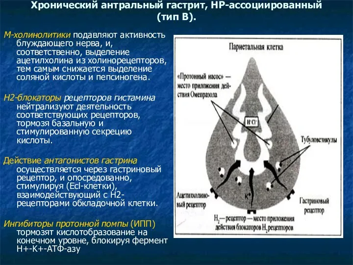 Хронический антральный гастрит, НР-ассоциированный (тип В). М-холинолитики подавляют активность блуждающего нерва,