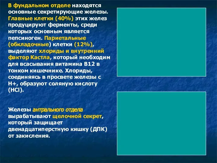 В фундальном отделе находятся основные секретирующие железы. Главные клетки (40%) этих