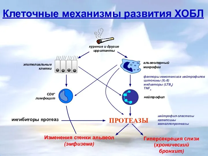 ПРОТЕАЗЫ ингибиторы протеаз Гиперсекреция слизи (хронический бронхит) CD8+ лимфоцит Клеточные механизмы