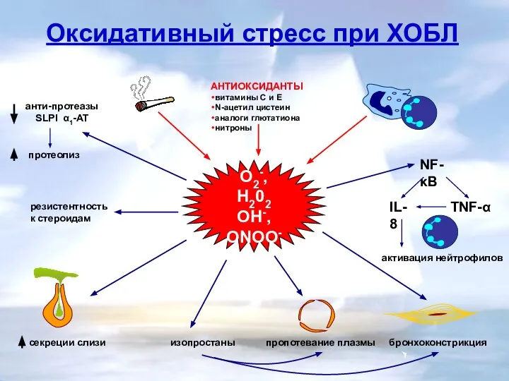 секреции слизи NF-κB IL-8 TNF-α пропотевание плазмы бронхоконстрикция изопростаны Оксидативный стресс