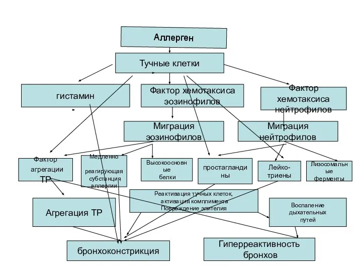 Тучные клетки гистамин Фактор хемотаксиса эозинофилов Фактор хемотаксиса нейтрофилов Миграция эозинофилов