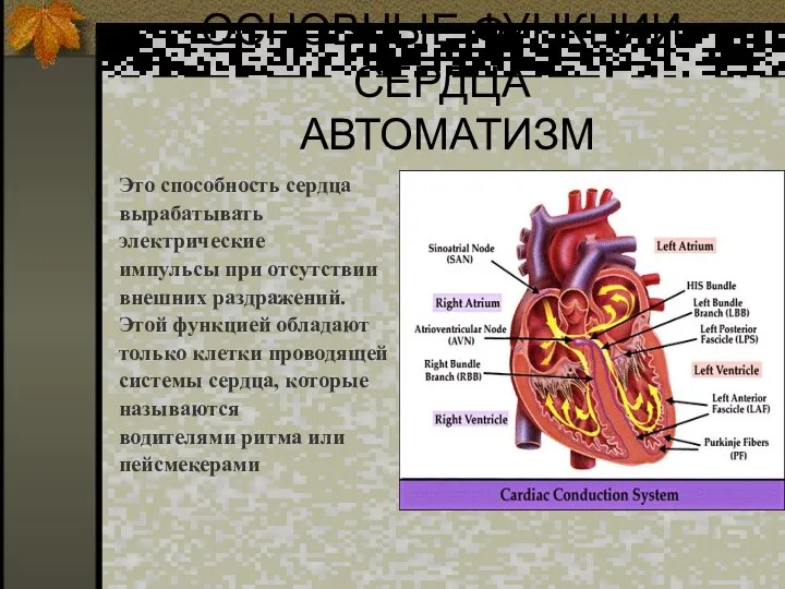 ОСНОВНЫЕ ФУНКЦИИ СЕРДЦА АВТОМАТИЗМ Это способность сердца вырабатывать электрические импульсы при