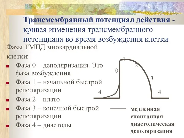 Трансмембранный потенциал действия - кривая изменения трансмембранного потенциала во время возбуждения