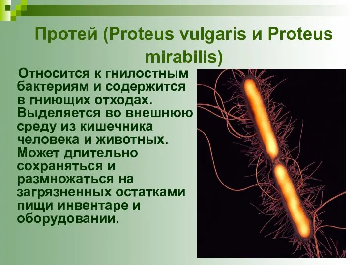 Протей (Proteus vulgaris и Proteus mirabilis) Относится к гнилостным бактериям и