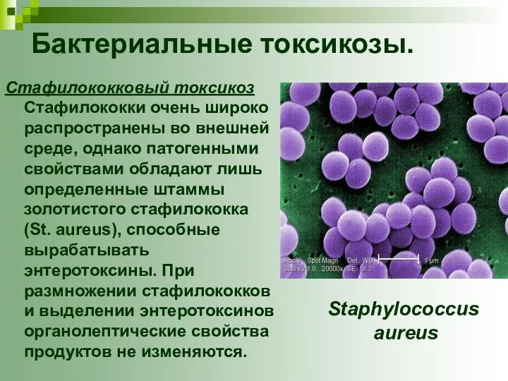 Бактериальные токсикозы. Стафилококковый токсикоз Стафилококки очень широко распространены во внешней среде,