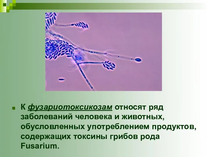 К фузариотоксикозам относят ряд заболеваний человека и животных, обусловленных употреблением продуктов, содержащих токсины грибов рода Fusarium.
