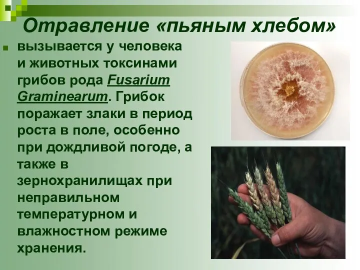 Отравление «пьяным хлебом» вызывается у человека и животных токсинами грибов рода