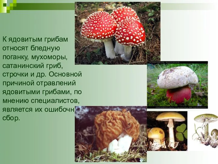 К ядовитым грибам относят бледную поганку, мухо­моры, сатанинский гриб, строчки и