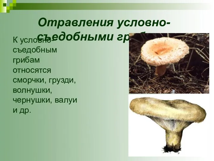 Отравления условно-съедобными грибами. К условно-съедобным грибам относятся сморчки, грузди, волнушки, чернушки, валуи и др.