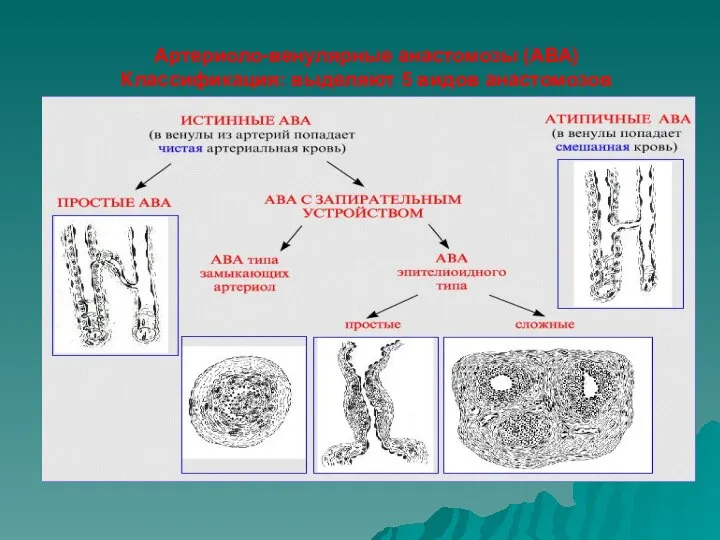 Артериоло-венулярные анастомозы (АВА) Классификация: выделяют 5 видов анастомозов