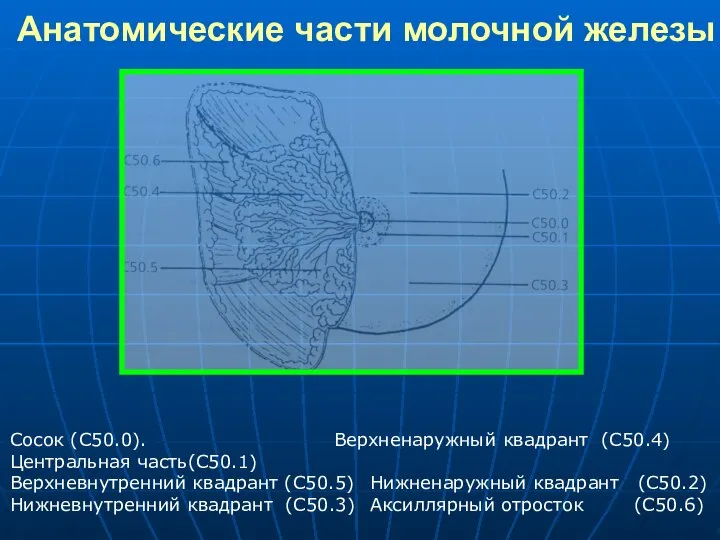 Анатомические части молочной железы Сосок (С50.0). Верхненаружный квадрант (С50.4) Центральная часть(С50.1)