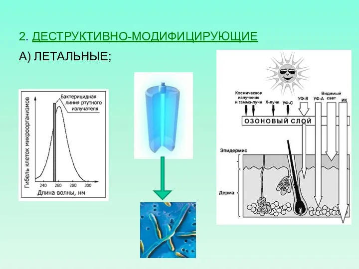 2. ДЕСТРУКТИВНО-МОДИФИЦИРУЮЩИЕ А) ЛЕТАЛЬНЫЕ;