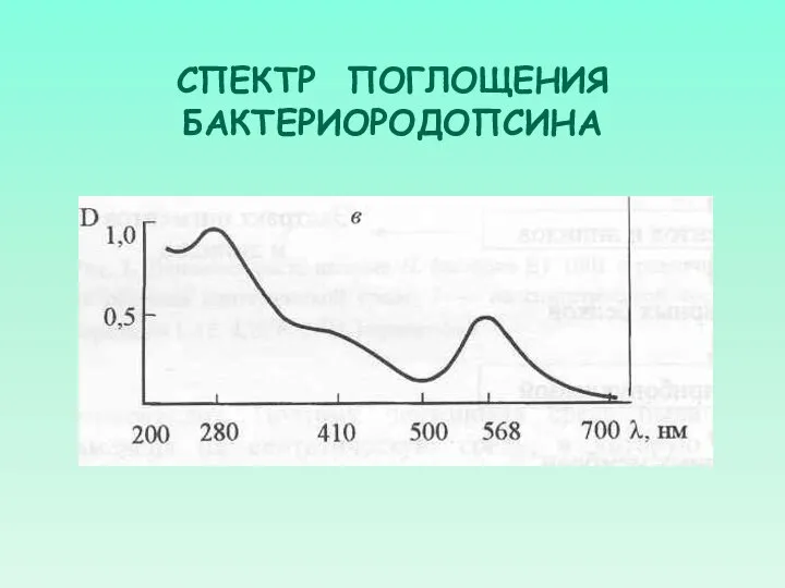 СПЕКТР ПОГЛОЩЕНИЯ БАКТЕРИОРОДОПСИНА