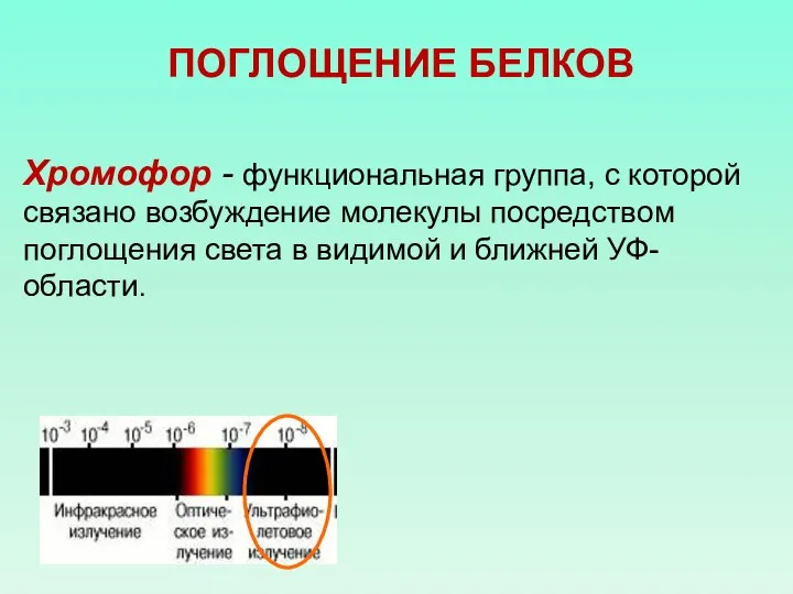 ПОГЛОЩЕНИЕ БЕЛКОВ Хромофор - функциональная группа, с которой связано возбуждение молекулы