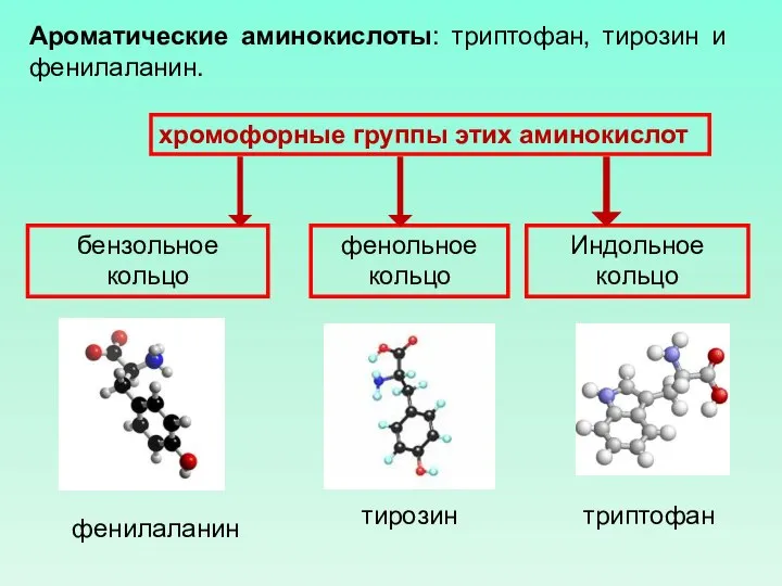 Ароматические аминокислоты: триптофан, тирозин и фенилаланин. Индольное кольцо бензольное кольцо фенольное