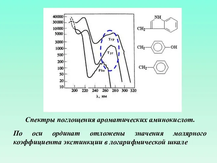 Спектры поглощения ароматических аминокислот. По оси ординат отложены значения молярного коэффициента экстинкции в логарифмической шкале