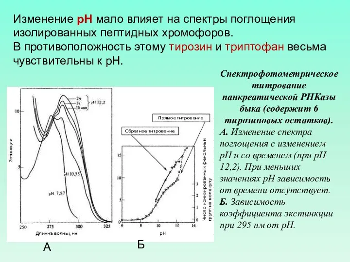 Изменение рН мало влияет на спектры поглощения изолированных пептидных хромофоров. В