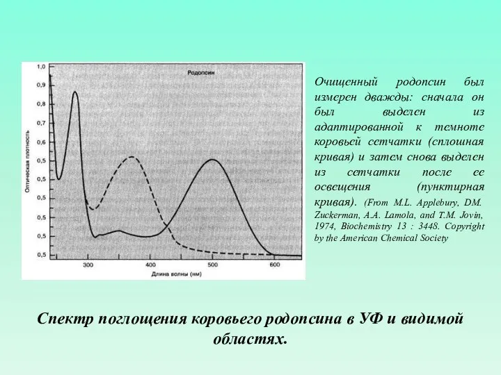 Спектр поглощения коровьего родопсина в УФ и видимой областях. Очищенный родопсин