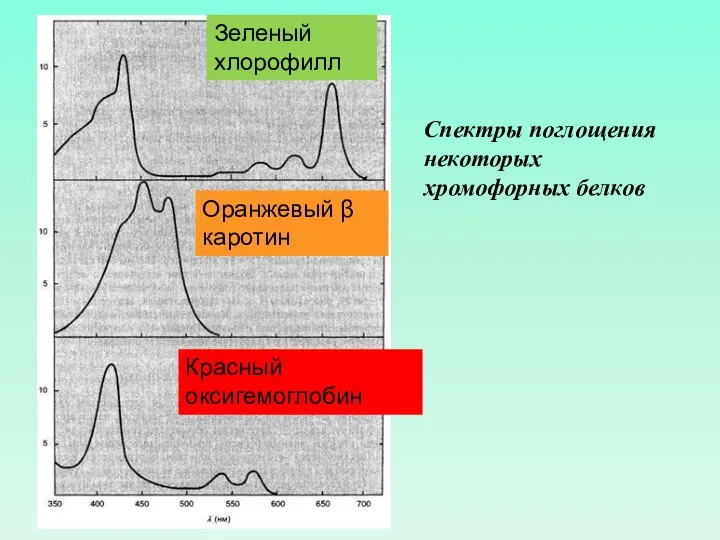 Спектры поглощения некоторых хромофорных белков Зеленый хлорофилл Оранжевый β каротин Красный оксигемоглобин