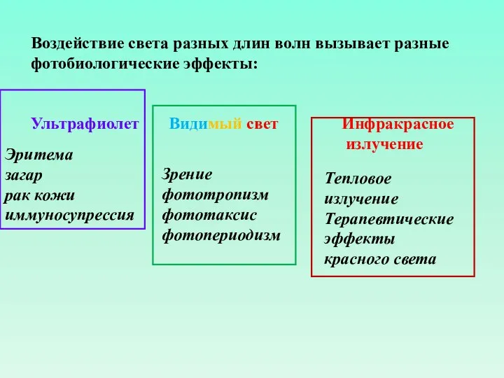 Воздействие света разных длин волн вызывает разные фотобиологические эффекты: Ультрафиолет Видимый