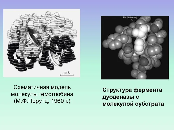 Схематичная модель молекулы гемоглобина (М.Ф.Перутц, 1960 г.) Структура фермента дуоденазы с молекулой субстрата