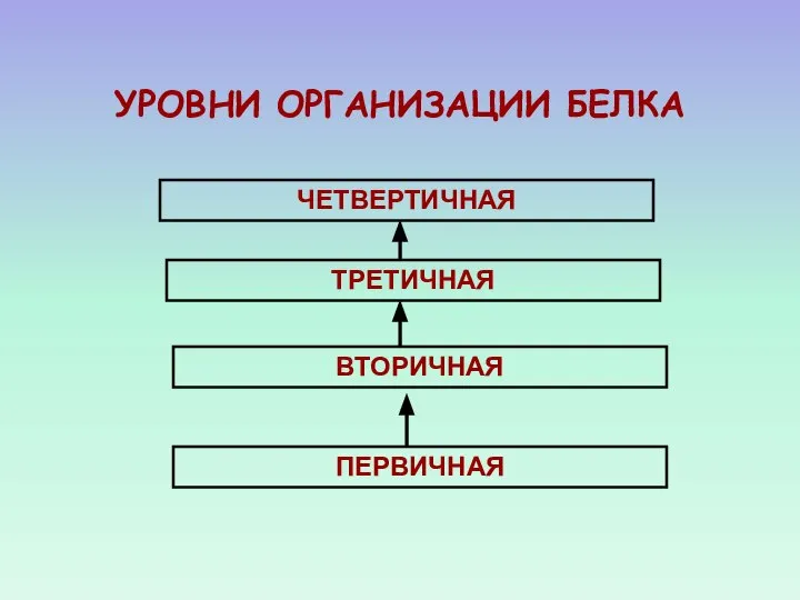 УРОВНИ ОРГАНИЗАЦИИ БЕЛКА ЧЕТВЕРТИЧНАЯ ТРЕТИЧНАЯ ВТОРИЧНАЯ ПЕРВИЧНАЯ