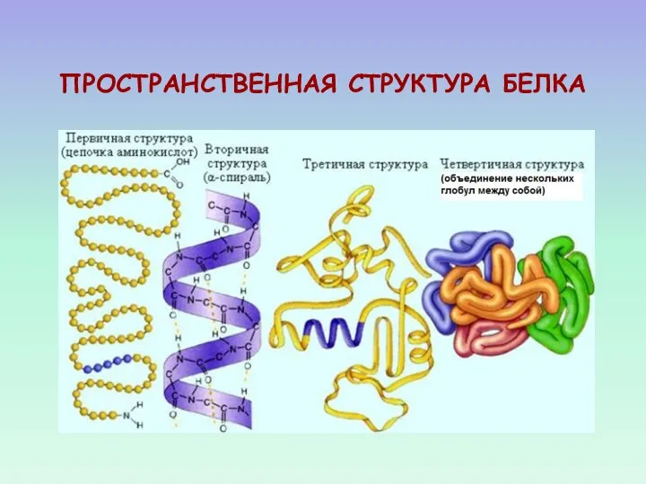 ПРОСТРАНСТВЕННАЯ СТРУКТУРА БЕЛКА