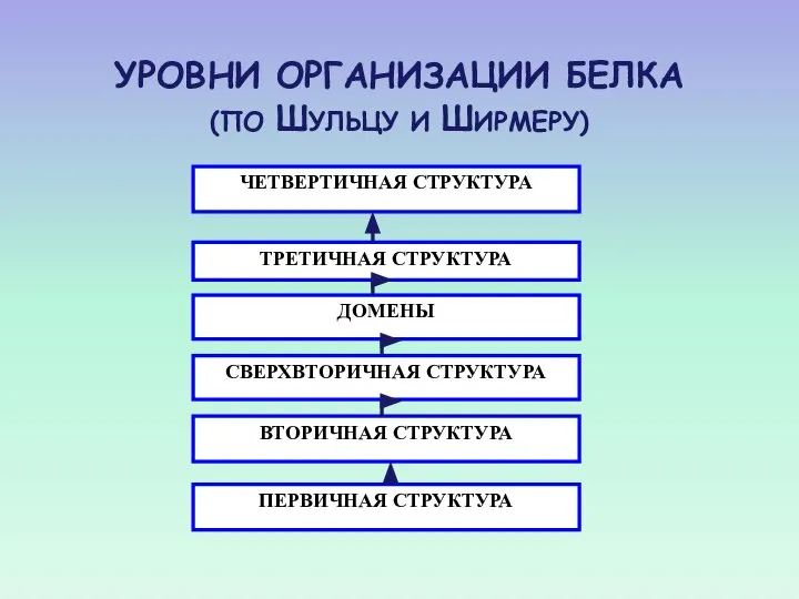 УРОВНИ ОРГАНИЗАЦИИ БЕЛКА (ПО ШУЛЬЦУ И ШИРМЕРУ)