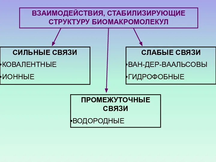 ВЗАИМОДЕЙСТВИЯ, СТАБИЛИЗИРУЮЩИЕ СТРУКТУРУ БИОМАКРОМОЛЕКУЛ СИЛЬНЫЕ СВЯЗИ КОВАЛЕНТНЫЕ ИОННЫЕ СЛАБЫЕ СВЯЗИ ВАН-ДЕР-ВААЛЬСОВЫ ГИДРОФОБНЫЕ ПРОМЕЖУТОЧНЫЕ СВЯЗИ ВОДОРОДНЫЕ